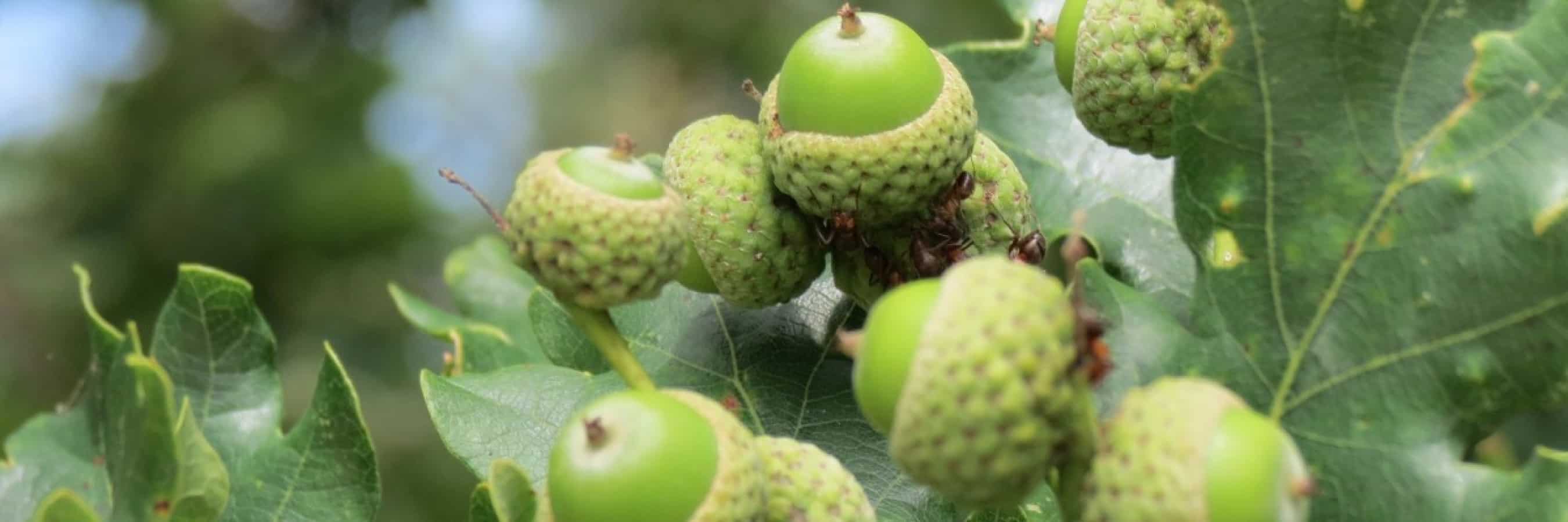 acorns