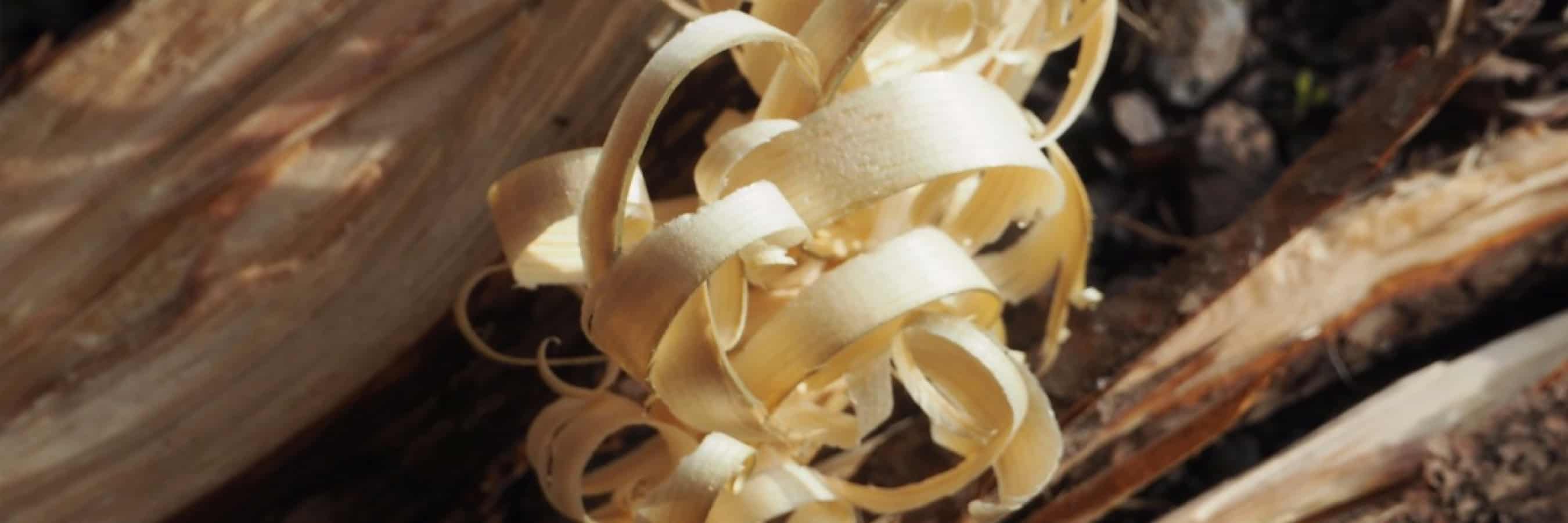 shavings